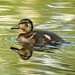 Donald Little Photo 28
