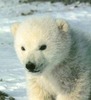 Anne Bartley Photo 11