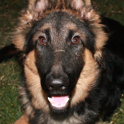 Chester Shepherd Photo 11