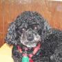 Shelia Brooks Photo 27