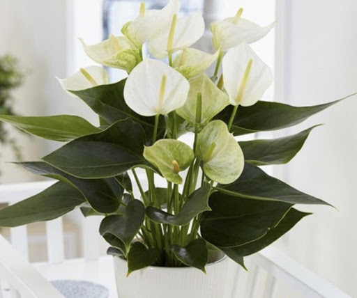 Flora Moon Photo 9