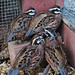 Rebecca Covey Photo 28