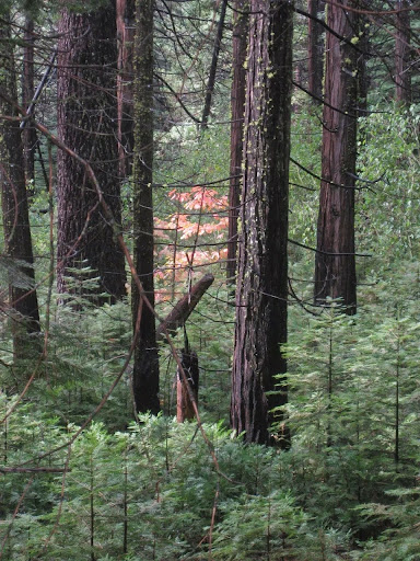 Nancy Powell Photo 29