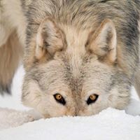 Robert Stephens Photo 39