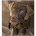 Lois Young Photo 41