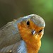 Robin Coates Photo 30