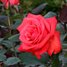Rosa Carter Photo 12