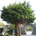 Chi Lai Photo 16