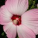 Sharon Hardy Photo 22