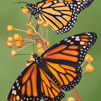 Freda Martin Photo 30