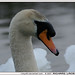 Kerry Swan Photo 7