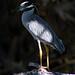 Michelle Heron Photo 14