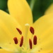 Lily Shi Photo 21