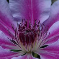 Cynthia Raybould Photo 1