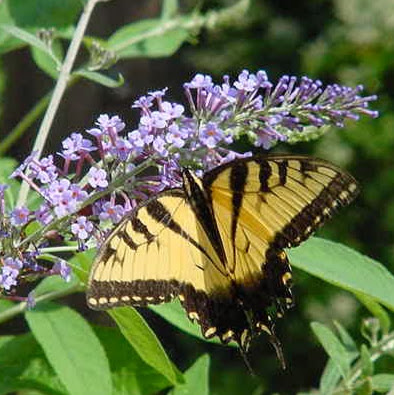 Janice Rice Photo 29