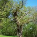 David Oaks Photo 34