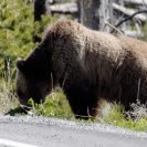 Nancy Rowell Photo 10