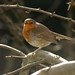 Alexandra Robins Photo 11