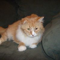 Debbie Hanlon Photo 16