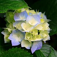 Linda Cornelius Photo 26