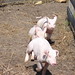 Carolyn Lester Photo 25