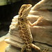 Rex Beard Photo 10