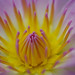 Crystal Smiley Photo 19