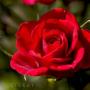 Diane Mattson Photo 31