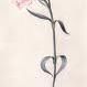 Debra Medlock Photo 7