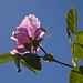 Rosa Woods Photo 11
