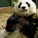 Mei Yang Photo 13