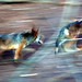 Ryan Wolf Photo 11