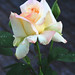 Rose Richmond Photo 19