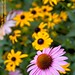 Jeffrey Flowers Photo 22