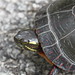 Earl Rowe Photo 14