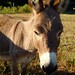 Joy Woodfin Photo 7