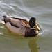 Cherry Mallard Photo 6