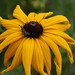 Susan Jewell Photo 15