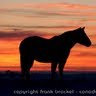 Megan Moffett Photo 22