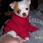 Toni Applegate Photo 4