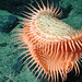 Coral Davidson Photo 4