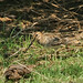 David Snipes Photo 33