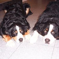 Susan Robitaille Photo 16
