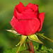 Misty Rose Photo 11