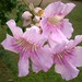 Linda Schafer Photo 26