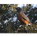 Robin Littleton Photo 13