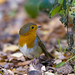 Robin Carr Photo 41