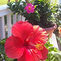 Lisa Hartman Photo 17