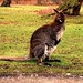 Scotty Robinson Photo 34