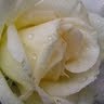 Frances Boyer Photo 4